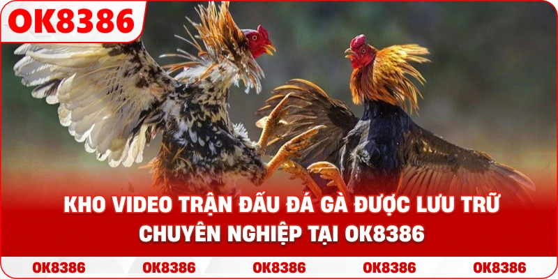 Kho video trận đấu đá gà được lưu trữ chuyên nghiệp tại OK8386. Kho video trận đấu đá gà được lưu trữ chuyên nghiệp tại OK8386.